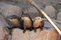 3 Otters watching Royalty Free Stock Photo