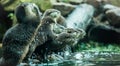 Otters by the water Royalty Free Stock Photo