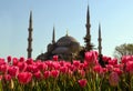 Ottoman mosque flower red tulip Royalty Free Stock Photo