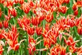 Ottoman Tulip Field in Gulahne Park