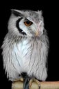 Otus leucotis white faced scops owl Royalty Free Stock Photo