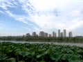 Otus, rivers and distant buildings