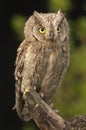 Otus scops, Eurasian Scops Owl, small owl,