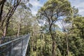 Otway Fly Treetop Walk