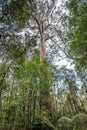 Otway Fly Treetop Walk