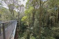 Otway Fly Treetop Walk