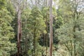 Otway Fly Treetop Walk