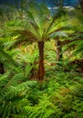 Otways Rainforest near Hopetoun Falls is a waterfall across the Aire River that is located in The Otways region of Victoria Royalty Free Stock Photo