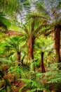 Otways Rainforest near Hopetoun Falls is a waterfall across the Aire River that is located in The Otways region of Victoria Royalty Free Stock Photo