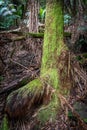 Otways Rainforest near Hopetoun Falls is a waterfall across the Aire River that is located in The Otways region of Victoria Royalty Free Stock Photo