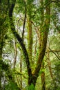 Otways Rainforest near Hopetoun Falls is a waterfall across the Aire River that is located in The Otways region of Victoria Royalty Free Stock Photo