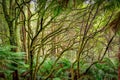 Otways Rainforest near Hopetoun Falls is a waterfall across the Aire River that is located in The Otways region of Victoria Royalty Free Stock Photo