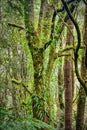 Otways Rainforest near Hopetoun Falls is a waterfall across the Aire River that is located in The Otways region of Victoria Royalty Free Stock Photo