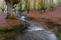 Otzarreta beech forest in autumn, Gorbea Natural Park, Spain Royalty Free Stock Photo