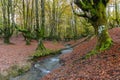 Otzarreta beech forest in autumn, Gorbea Natural Park, Spain Royalty Free Stock Photo