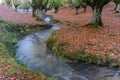 Otzarreta beech forest in autumn, Gorbea Natural Park, Spain Royalty Free Stock Photo