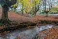 Otzarreta beech forest, Gorbea Natural Park, Spain Royalty Free Stock Photo