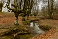 Otzarreta Beech Forest, Gorbea Natural Park, Bizkaia, Spain Royalty Free Stock Photo