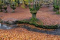 Otzarreta beech forest, Gorbea Natural Park, Spain Royalty Free Stock Photo