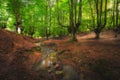 Otzarreta beech forest, Hayedo Otzarreta, Gorbea Natural Park, Basque Country, Spain Royalty Free Stock Photo