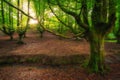 Otzarreta beech forest, Hayedo Otzarreta, Gorbea Natural Park, Basque Country, Spain Royalty Free Stock Photo