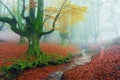 Otzarreta forest in autumn with a stream Royalty Free Stock Photo