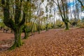 Otzarreta forest beech trees in autumn Royalty Free Stock Photo