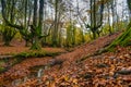 Otzarreta forest beech trees in autumn Royalty Free Stock Photo