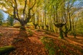 Otzarreta forest in Gorbea Natural Park. Bizkaia, Basque Country Royalty Free Stock Photo