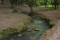 Otzarreta forest, Gorbeia natural park, Bizkaia, Spain Royalty Free Stock Photo