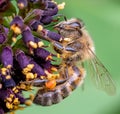 European honey bee Apis mellifera on Amorpha flowers