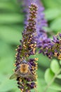 Ouachita leadplant Amorpha ouachitensis, dark purple budding flowers and bumblebee