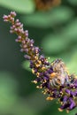 Ouachita leadplant Amorpha ouachitensis, dark purple flowers with honey bee