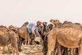 OUARZAZATE/MOROCCO - APRIL 19, 2017: a camel driver feeds its beasts and gives water in the desert