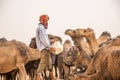 OUARZAZATE/MOROCCO - APRIL 19, 2017: a camel driver feeds its beasts and gives water in the desert