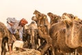 OUARZAZATE/MOROCCO - APRIL 19, 2017: a camel driver feeds its beasts and gives water in the desert