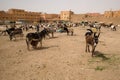 OUARZAZATE/MOROCCO - APRIL 20, 2017: People at a typical Moroccan donkey market in the desert