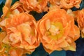 Double early tulip Tulipa Orca orange to tangerine flowers Royalty Free Stock Photo