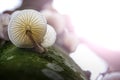 Oudemansiella mucida fungi fungus woods texture porcelain mushroom