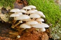 Oudemansiella mucida mushrooms