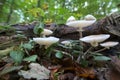 Oudemansiella mucida, the porcelain fungus in a close wide-angle shot
