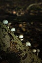 The oudemansiella mucida or porcelain mushroom Royalty Free Stock Photo