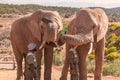 Rangers feeding african elephants in game reserve