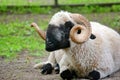 Ouessant Sheep Ovis Aries Lying Down Portrait Royalty Free Stock Photo