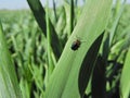 A pest (Oulema melanopus) beetle on the wheat leaf.