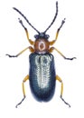 Oulema melanopus beetle specimen