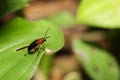 Oulema melanopus or cereal leaf beetle crop pest standing on green leaf in agriculture field