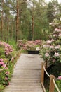 Oulu, Finland-June 24th 2023. Rhododendrons bloom in Tuiranpuisto.