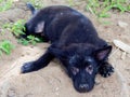 Oung black stray dog or puppy with leprosy show hairless around its eyes and legs lying on the ground Royalty Free Stock Photo