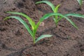 Young corn field Royalty Free Stock Photo